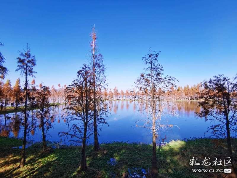 香菇和它是“绝配”,低卡爽口,通便排毒,瘦身要常吃!